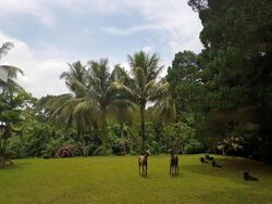 Bin Tong Park (D10), Detached #468538331